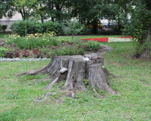 stump grinding basin pocket