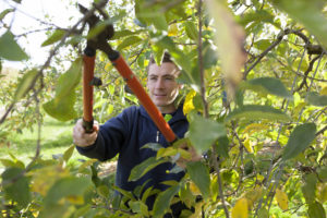 tree lopping silkstone