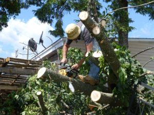 tree removal silkstone