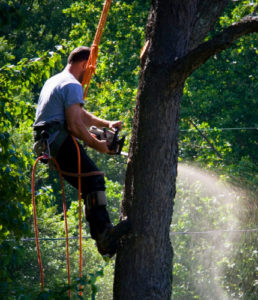 arborist services kholo